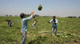 Mevsimlik İşçiler İsteğe Bağlı 