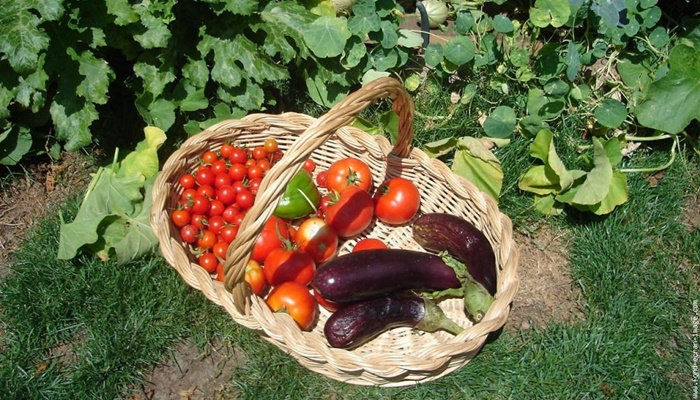 Organik Tarım Desteği Başvuru Süresi